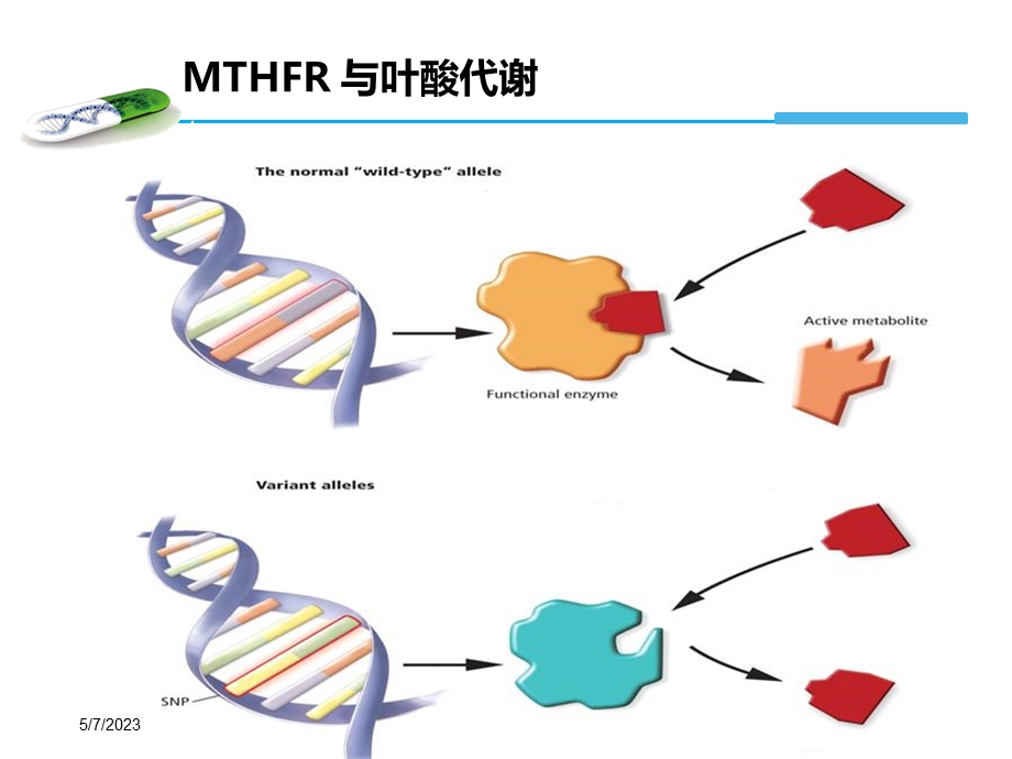 mthfr基因检测与叶酸代谢产科方向PPT文档.ppt_第3页