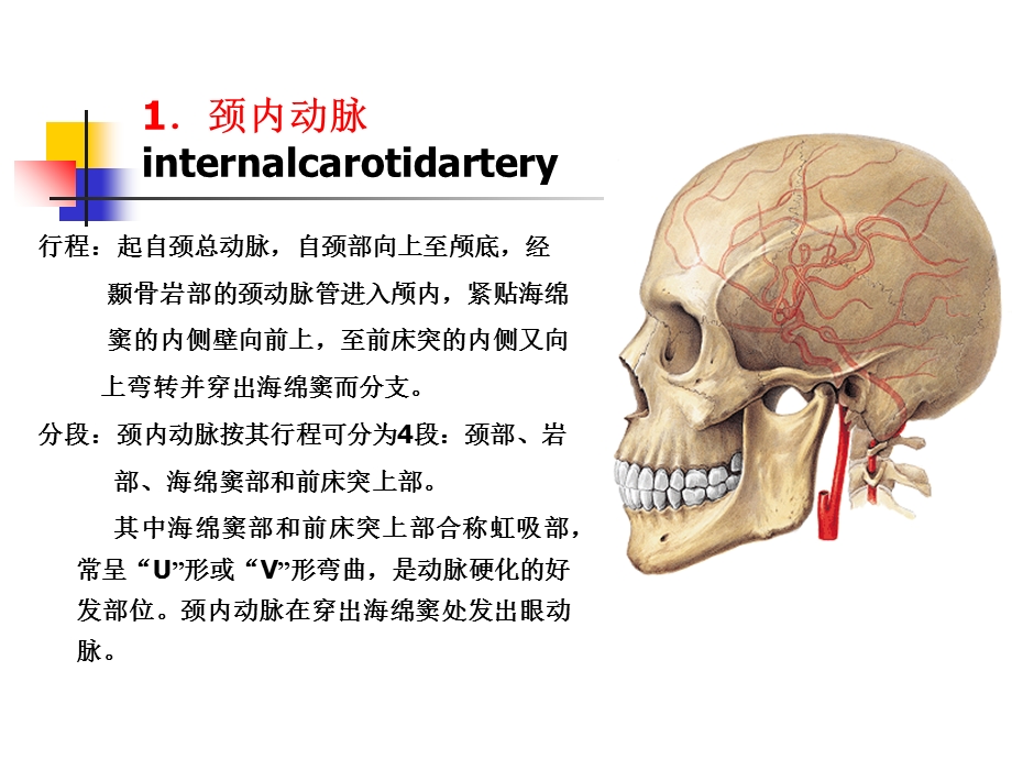 K脑与脊髓的血管精选文档.ppt_第2页