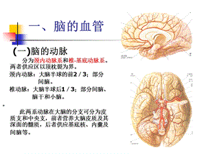 K脑与脊髓的血管精选文档.ppt