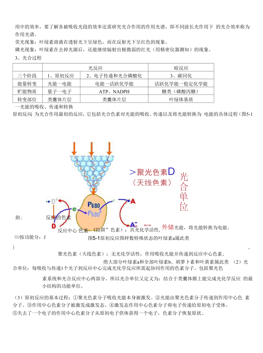 光合作用专题讲义.docx_第2页