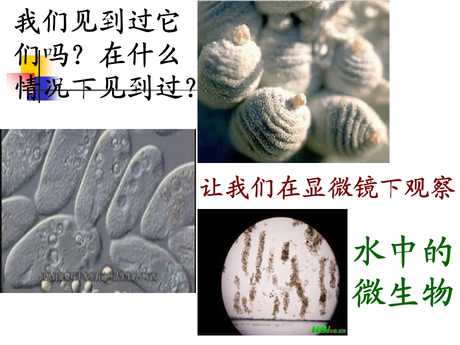 《用显微镜观察身边的生命世界(三)》.ppt_第3页