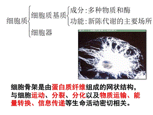 《细胞器-系统内的分工合作》.ppt