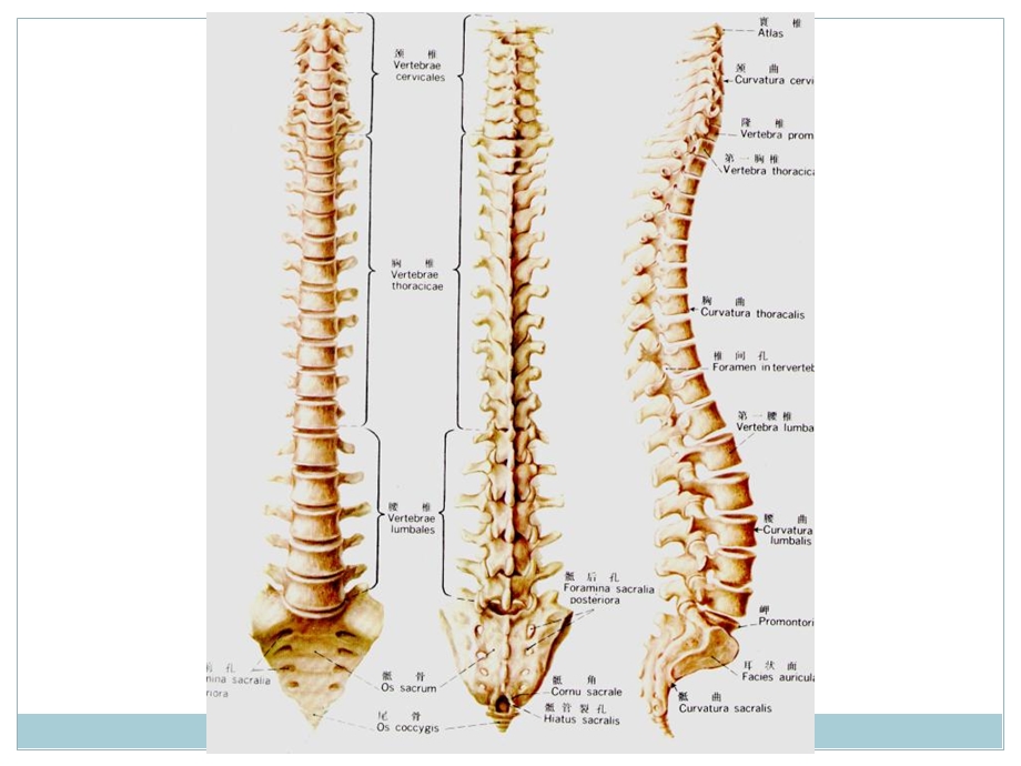 《脊柱x线解剖》课件.ppt_第3页