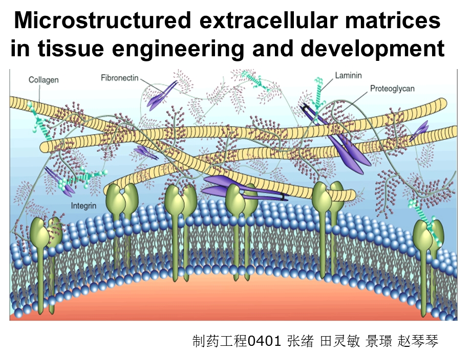 《细胞工程》课件.ppt_第1页