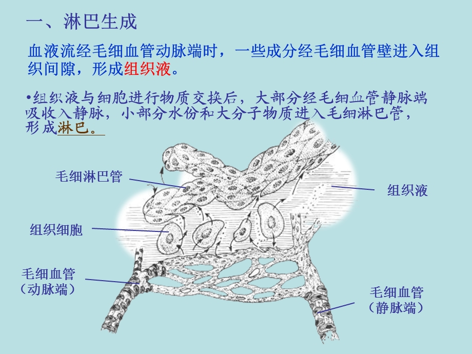 《淋巴系统》ppt课件.ppt_第3页