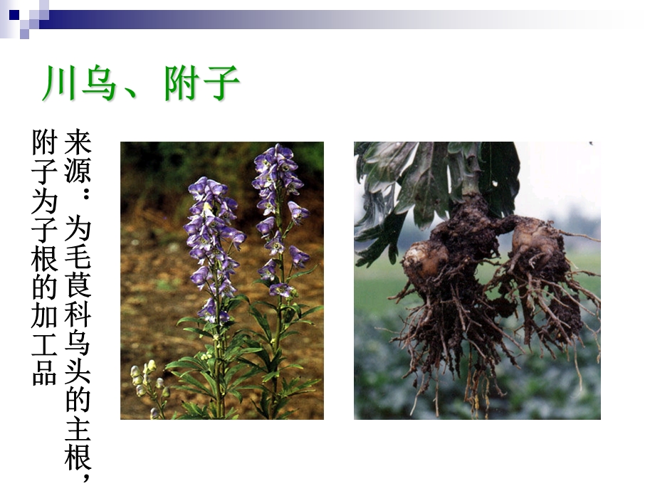 《被子植物药》课件.ppt_第3页