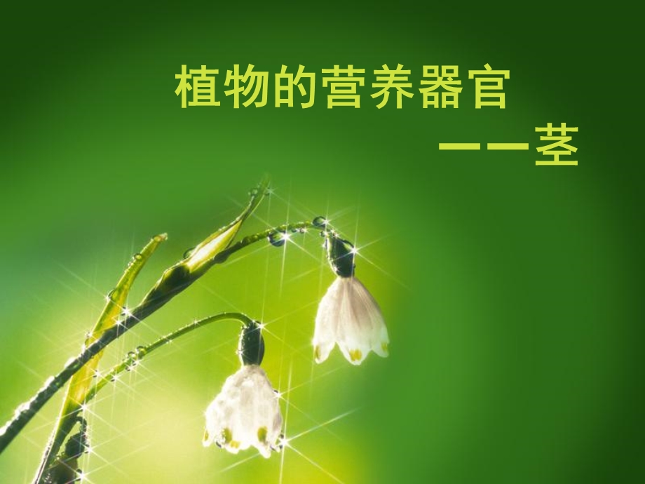 《植物的茎》课件.ppt_第1页