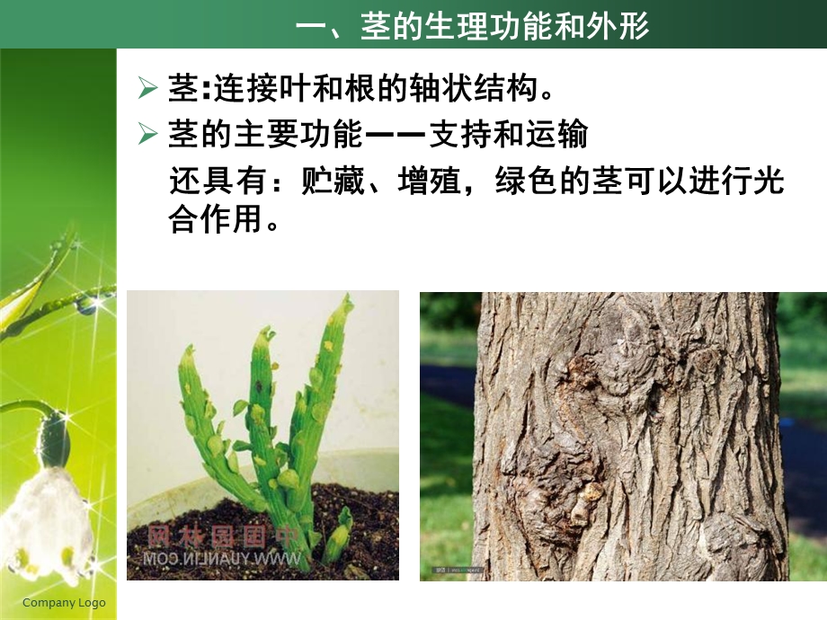 《植物的茎》课件.ppt_第3页