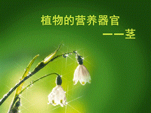 《植物的茎》课件.ppt