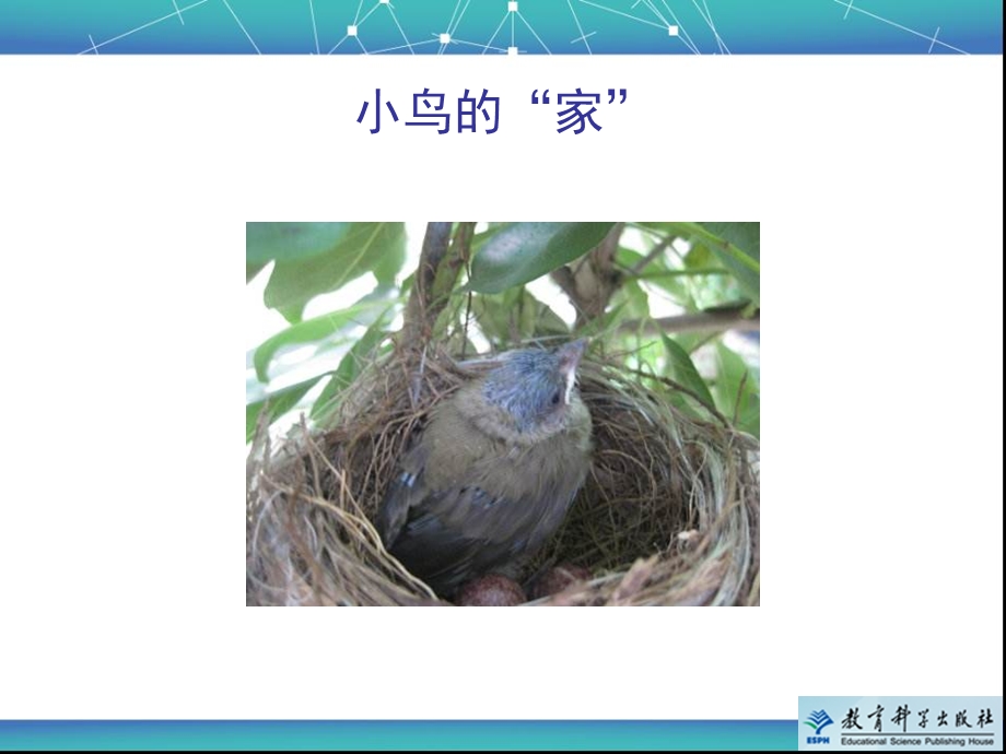 《给动物建个“家”》教学课件.ppt_第2页