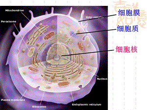 《细胞核-系统的控制中心》3(新人教必修1).ppt