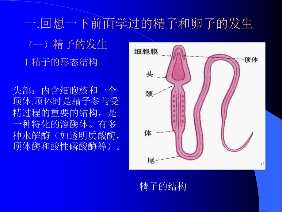 《胚胎发育过程》课件.ppt_第3页