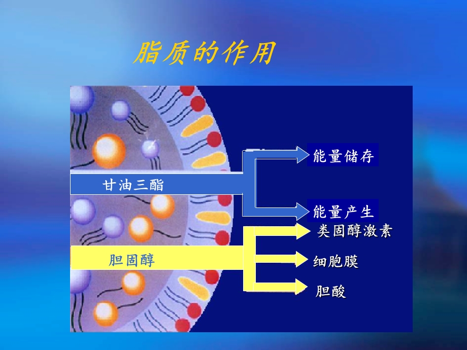 《高脂血症》课件.ppt_第3页