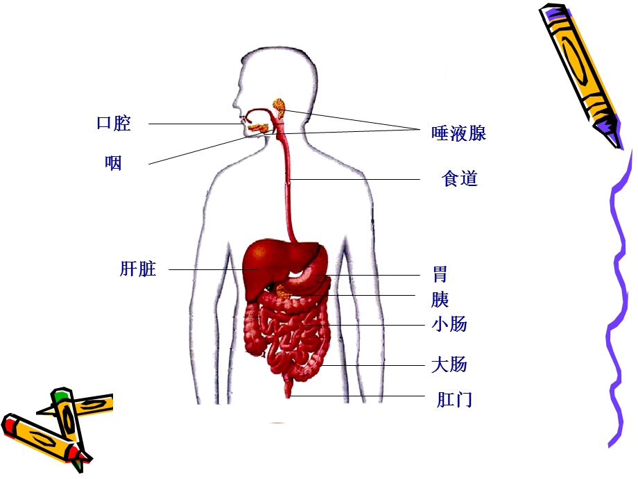 二节食物的消化和吸收.ppt_第2页