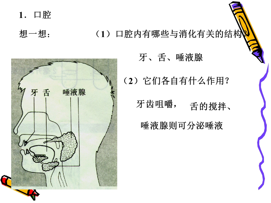 二节食物的消化和吸收.ppt_第3页