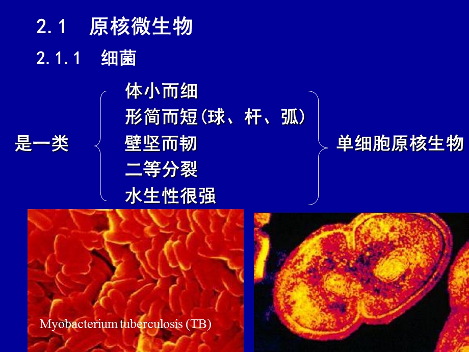 《微生物形态》课件.ppt_第2页