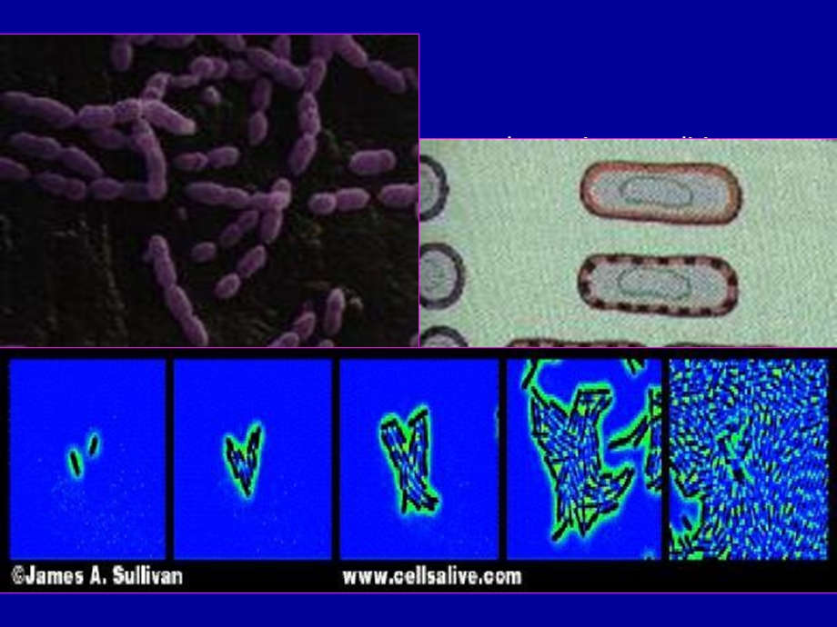 《微生物形态》课件.ppt_第3页