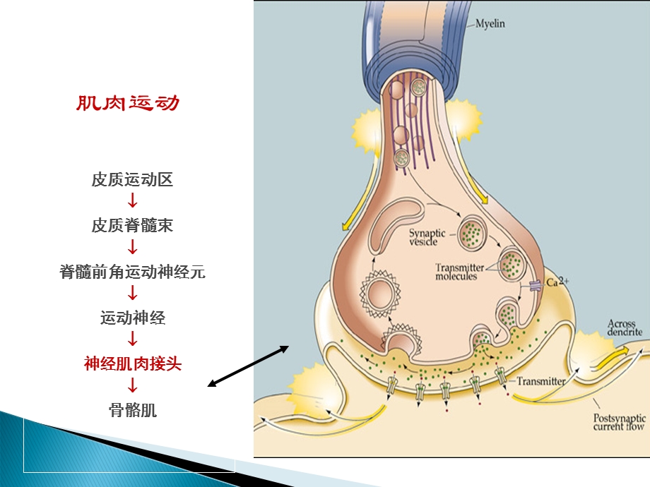 《肌松管理》ppt课件.ppt_第3页