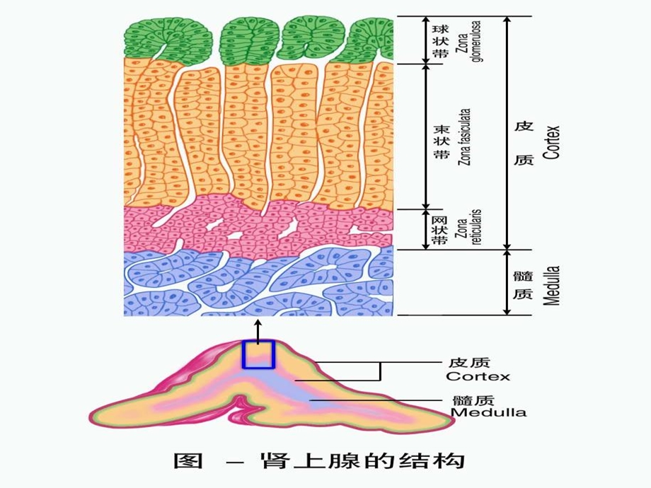 《糖皮质激素》课件.ppt_第2页