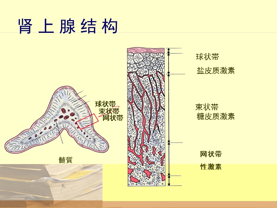 《糖皮质激素》课件.ppt_第3页