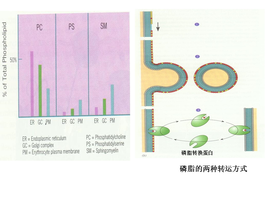 《细胞质基质》课件.ppt_第3页