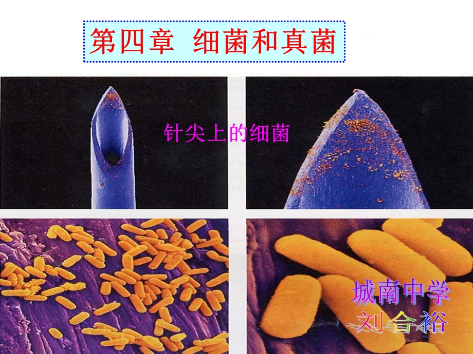 《细菌和真菌》课件.ppt_第1页