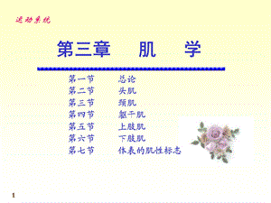 《运动解剖学》第6次课：肌学.ppt