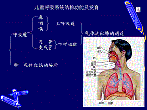 儿童呼吸系统结构功能及发育ppt课件.ppt