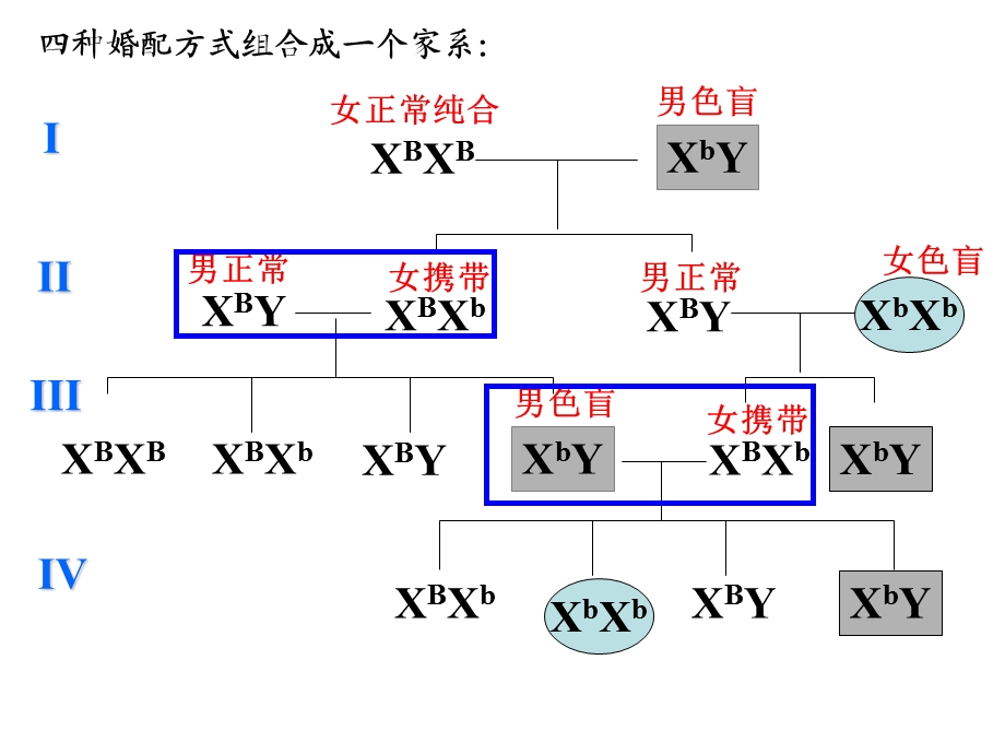 伴性遗传一轮复习.ppt_第3页