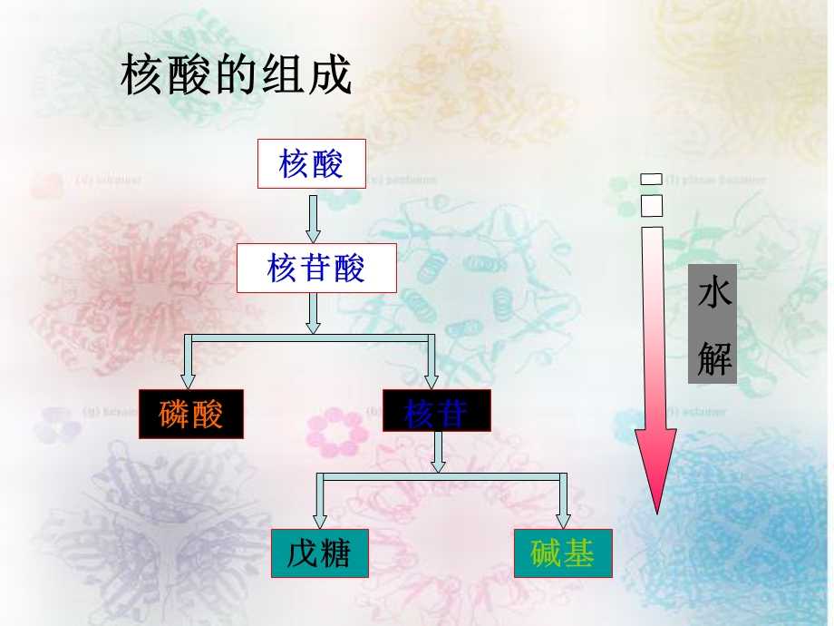 《核酸的结构》课件.ppt_第3页