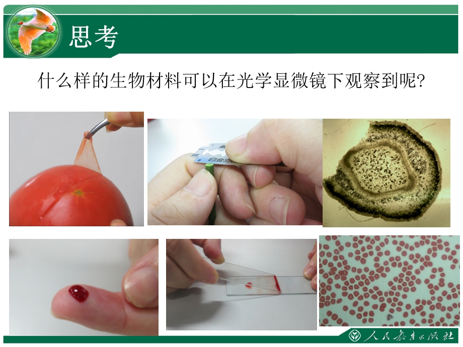 《植物细胞》教学课件.ppt_第2页