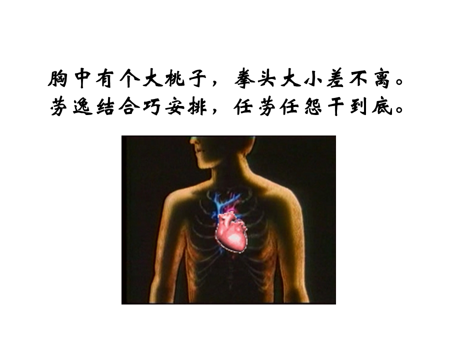 《心脏和血液循环》.ppt_第1页