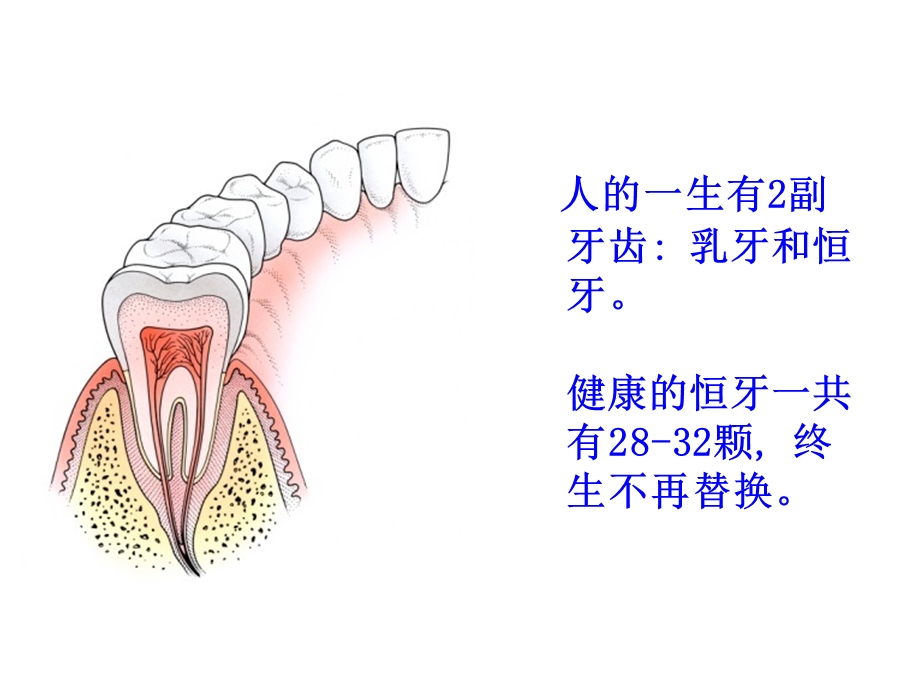 保护牙齿健康知识讲座.ppt_第3页