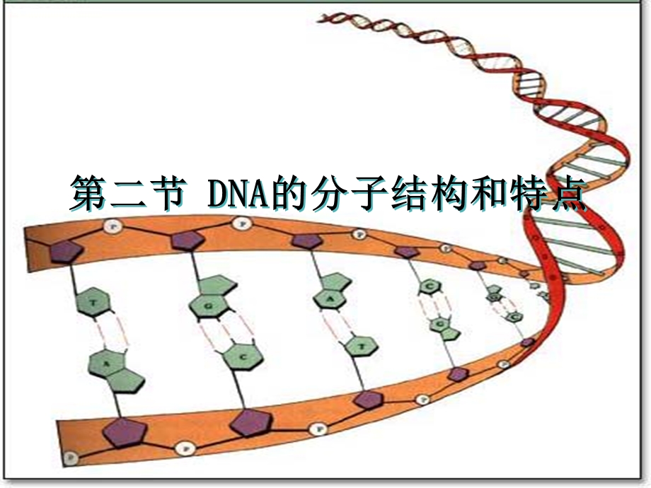 二节DNA分子结构和特点.ppt_第1页