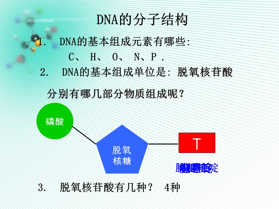 二节DNA分子结构和特点.ppt_第3页