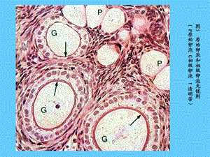 《组织学实验》课件.ppt