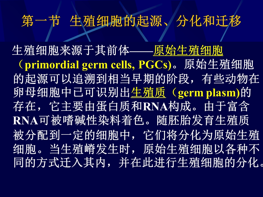 《生殖细胞发生》课件.ppt_第2页