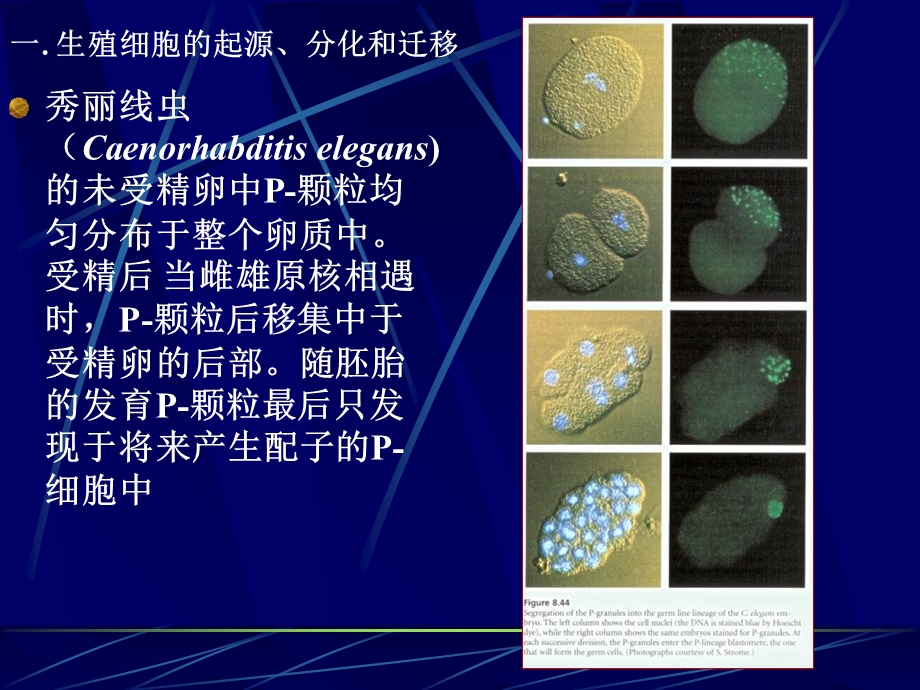 《生殖细胞发生》课件.ppt_第3页