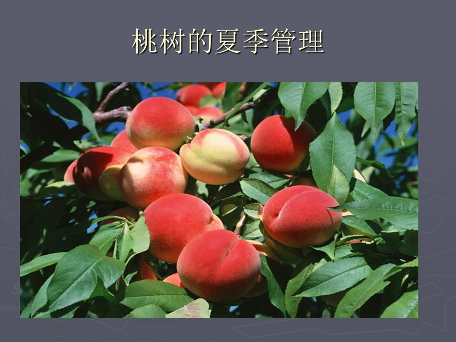 《桃树夏季管理》ppt课件.ppt_第2页