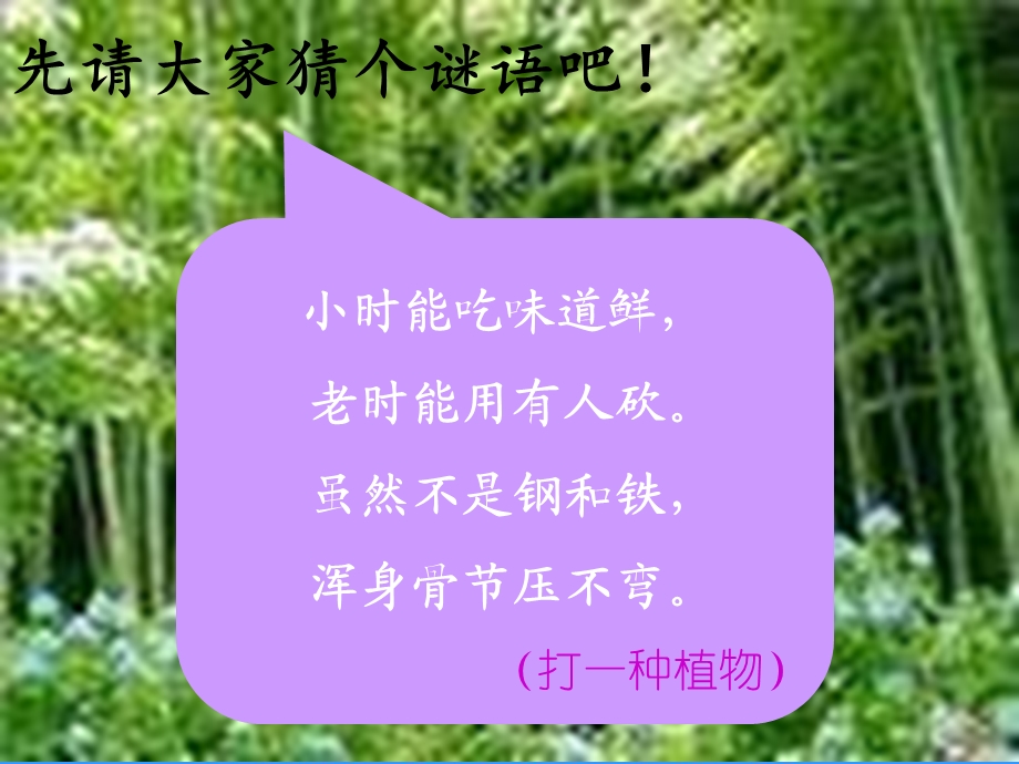 《笋芽儿》优秀课件.ppt_第1页