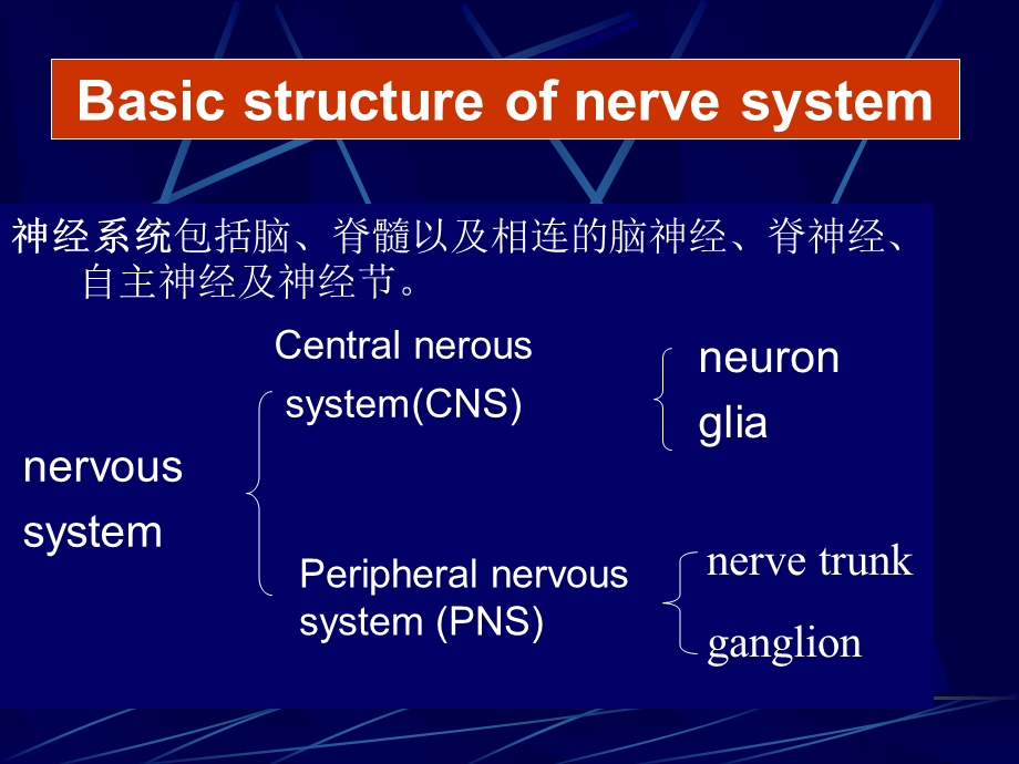 《神经系统英》课件.ppt_第3页