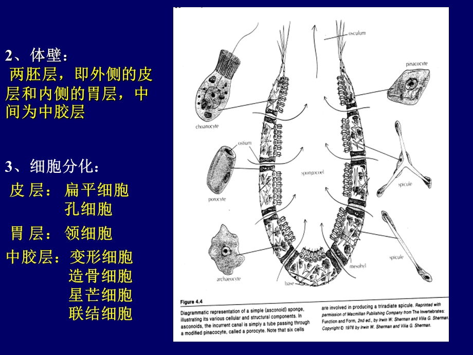 《海绵动物门》课件.ppt_第3页