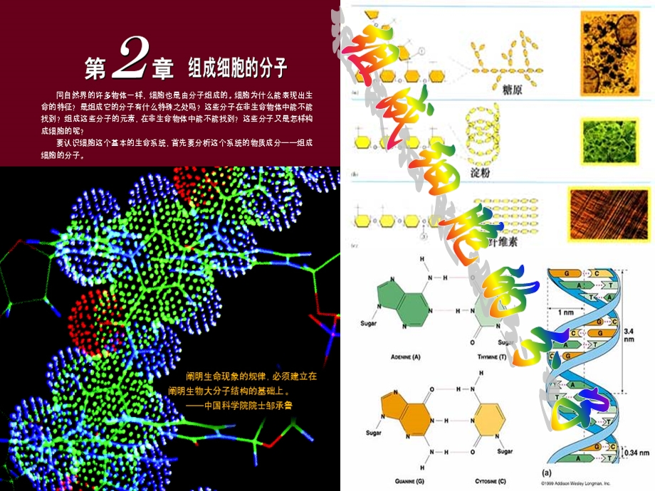 12组成细胞的分子授课用.ppt_第1页