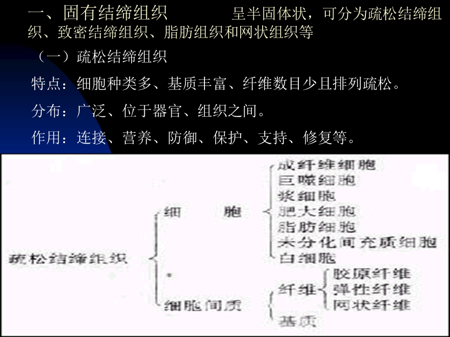 《结缔组织》课件.ppt_第2页