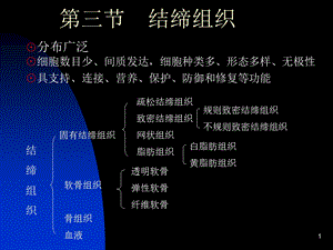 《结缔组织》课件.ppt