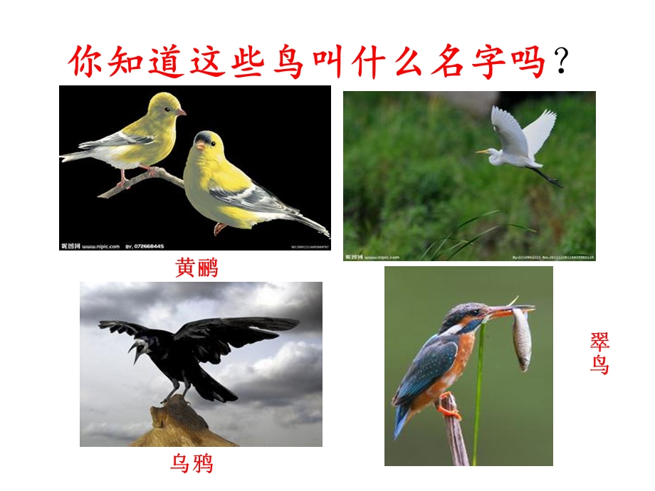 《鸟类动物的特征》ppt.ppt_第2页