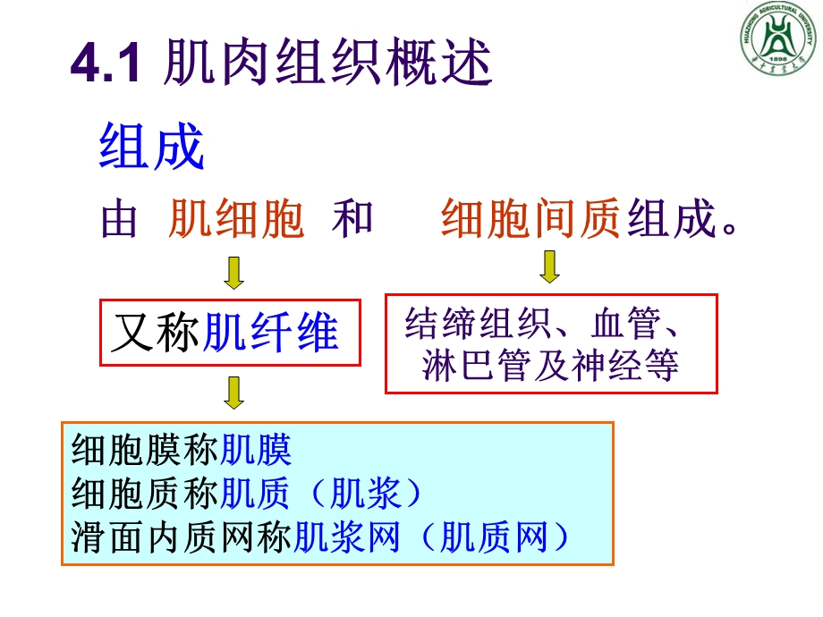 《肌肉组织》课件.ppt_第2页