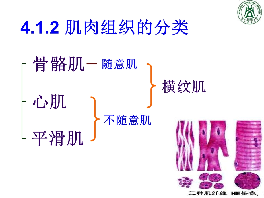 《肌肉组织》课件.ppt_第3页