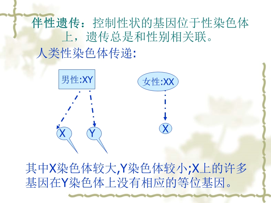 伴性遗传课件陈耿.ppt_第3页