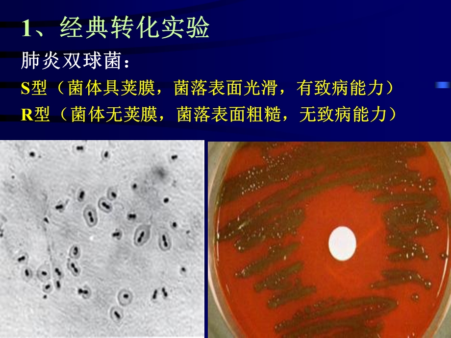 《微生物遗传》课件.ppt_第3页